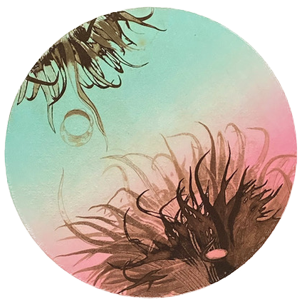 Anemone, etching